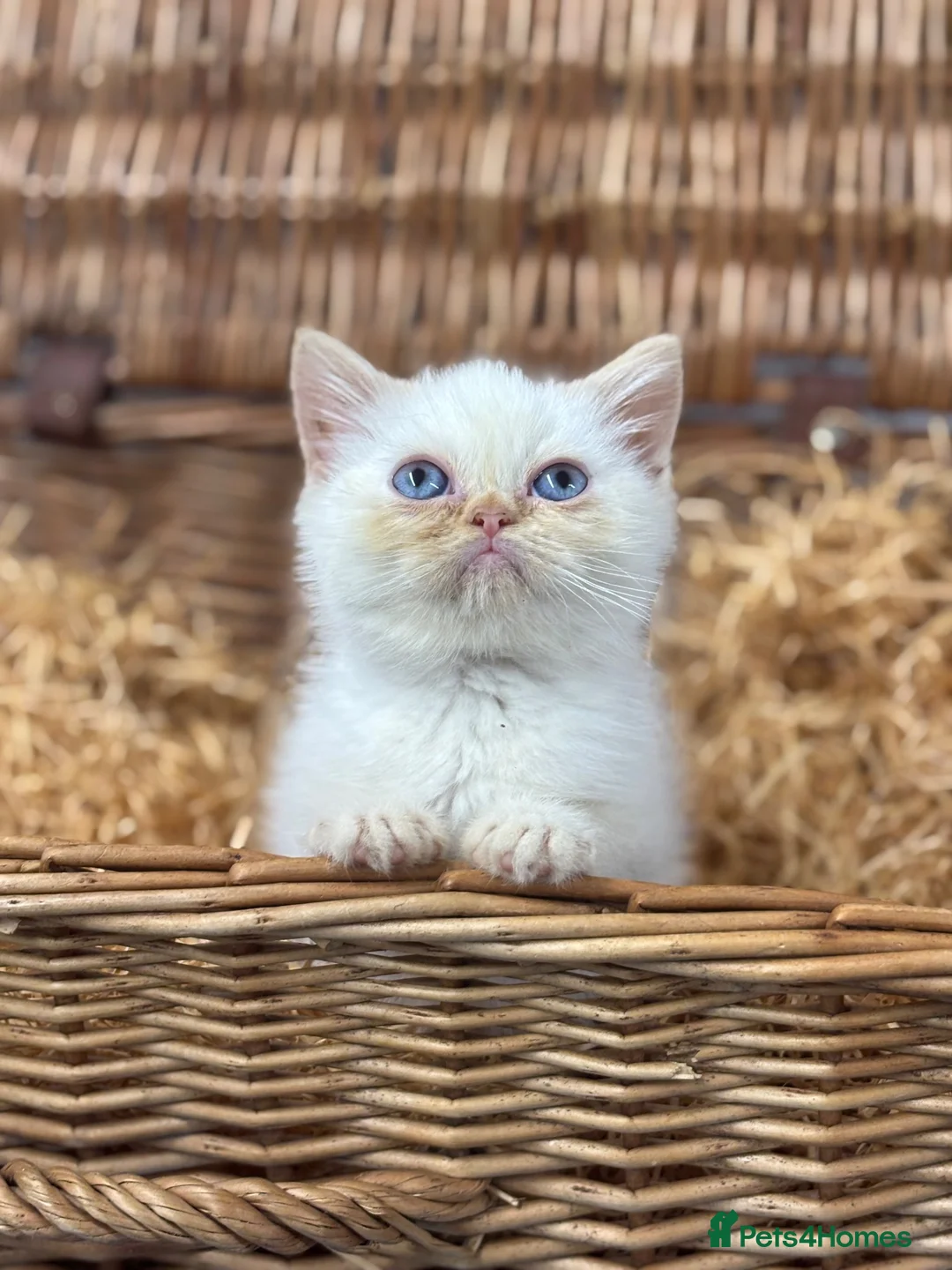 Exotic cats for sale: flame point exotic male - Advert 7