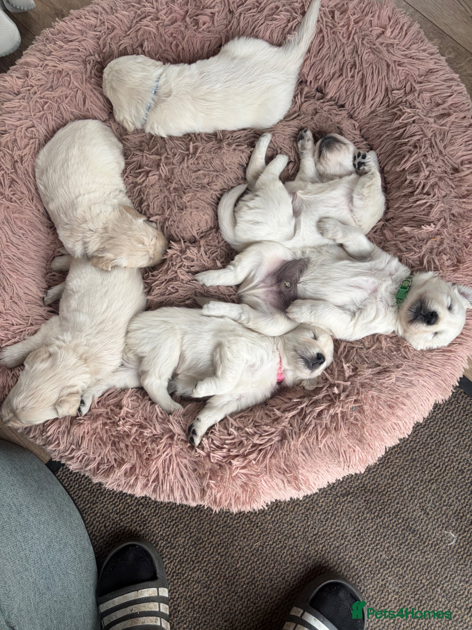 Golden Retriever dogs KC registered golden retriever puppies for sale - Advert 17