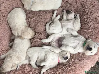 Golden Retriever dogs KC registered golden retriever puppies for sale - Advert 5