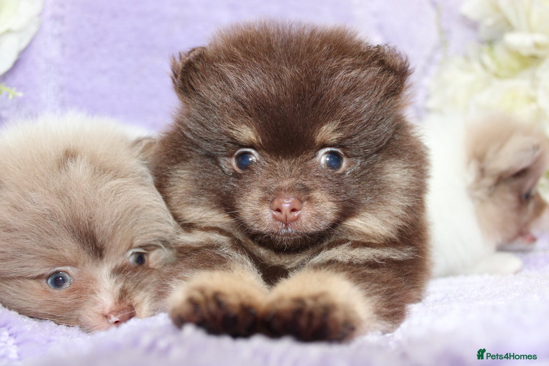 Pomeranian dogs for sale: PARTI MERLE QUALITY KC POMERANIANS - Image 16