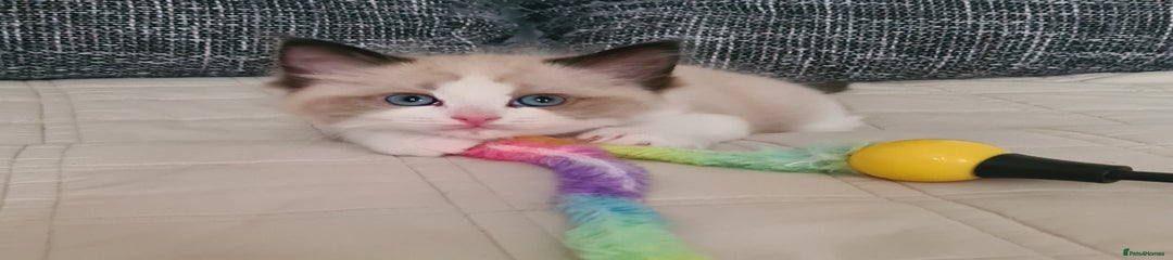 Ragdoll Kitten 2