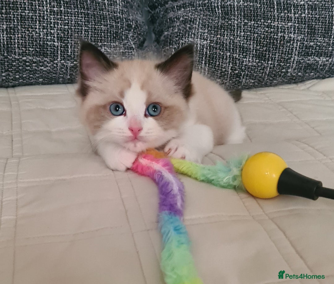 Ragdoll cats for sale: Adorable Ragdoll Kittens Ready for Forever Homes - Image 3