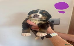 Mixed Breed dogs for sale: Labernese x Bernese mountain dog puppies  - Image 9