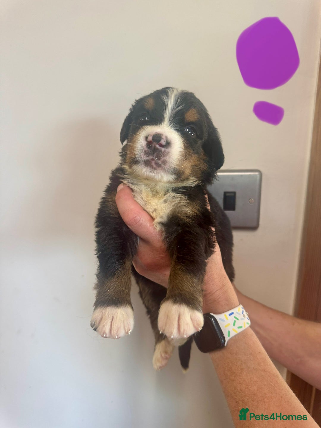 Mixed Breed dogs for sale: Labernese x Bernese mountain dog puppies  - Image 9