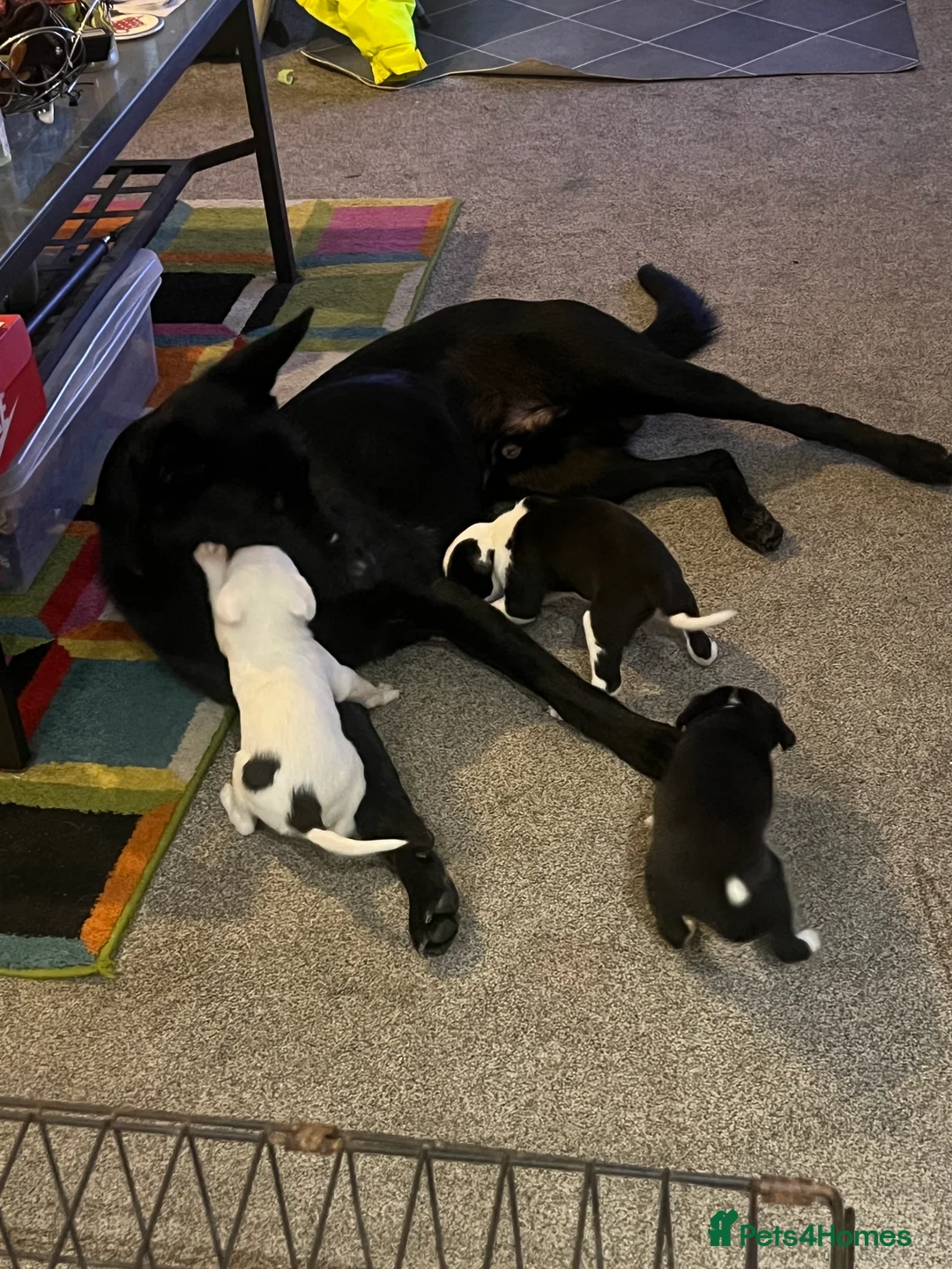 Mixed Breed dogs for sale: Adorable 13-Week-Old Female Puppies Ready For Home - Advert 5