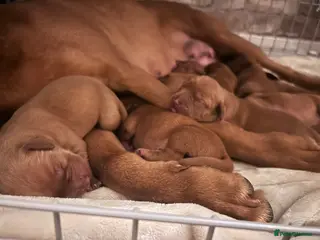 Labrador Retriever dogs 9 Stunning Fox Red Labradors for sale - Advert 4