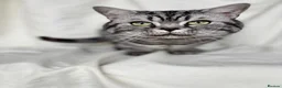 British Shorthair cats for sale: 💙 RETIRED PEDIGREE CHUNKY SILVER TABBY BSH BOY 💙 - Advert 10
