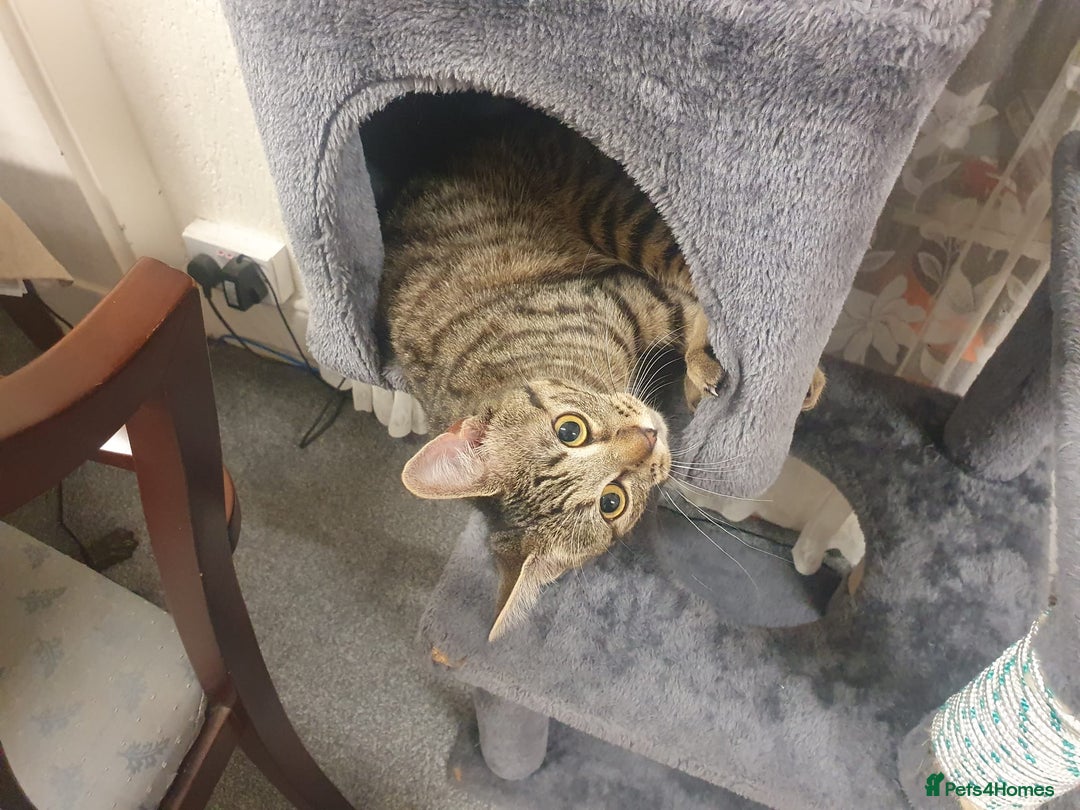 Mixed Breed cats for sale: Cat to rehome - Image 4