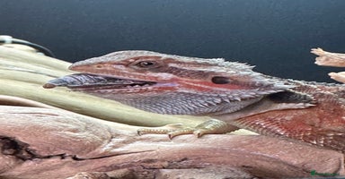 Bearded Dragon reptiles - Advert 3