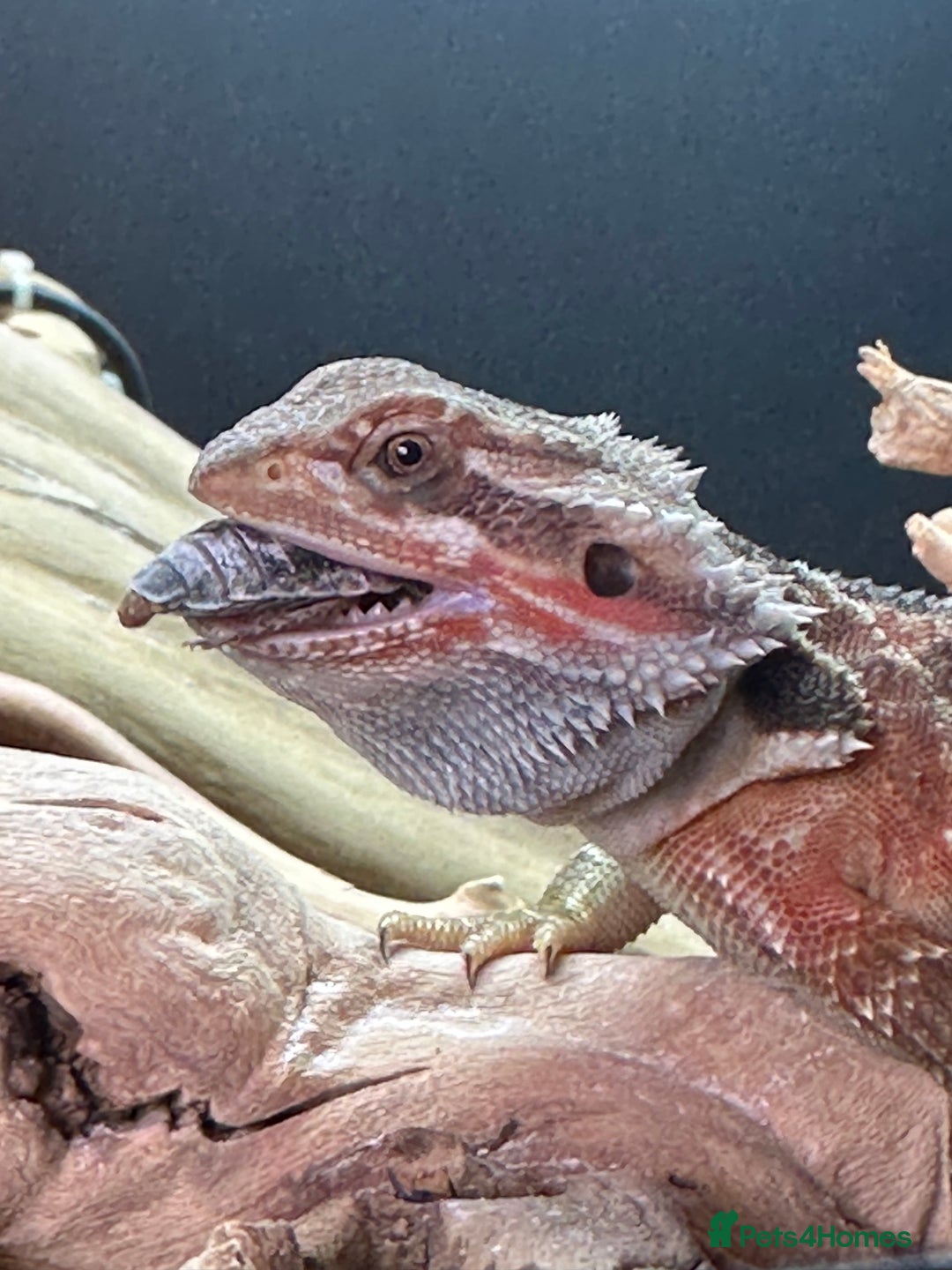 Bearded Dragon reptiles for sale: Red Bearded Dragon+Full working setup+Live food - Image 3