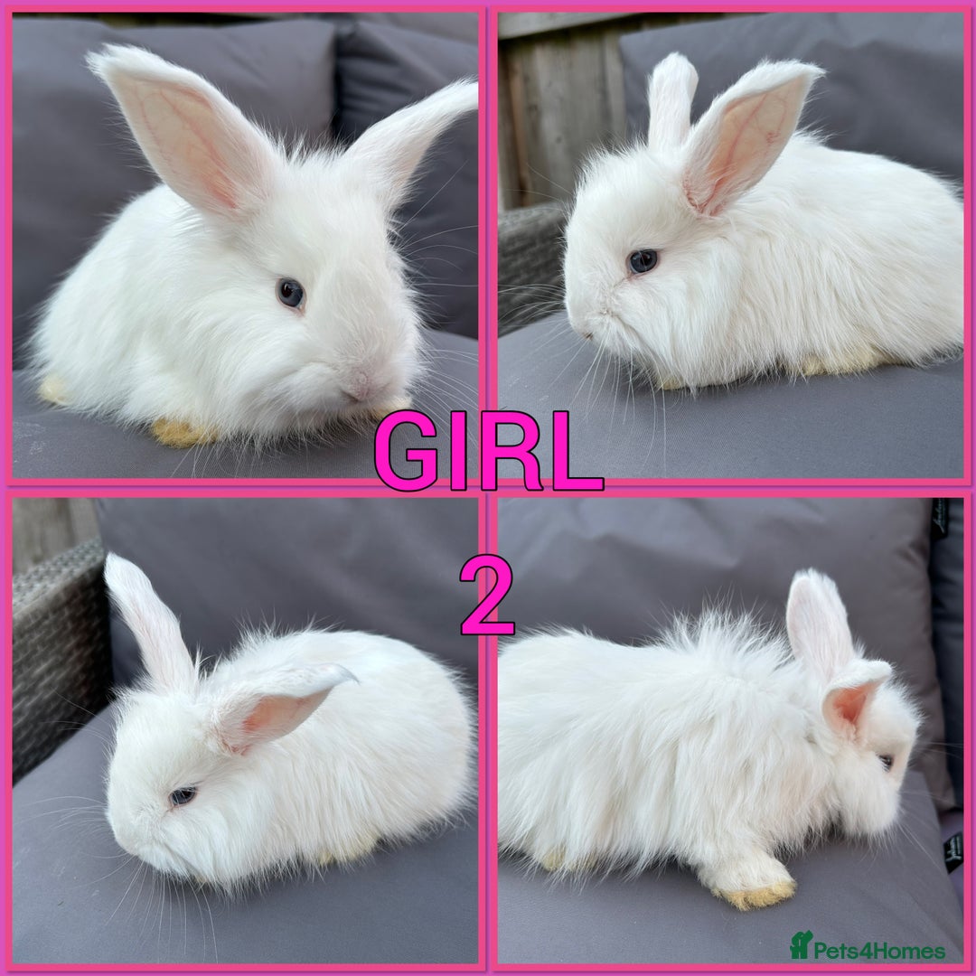Angora rabbits for sale: 🩷  💙 Full Faced English Angora Babies  in Maidstone - Image 2