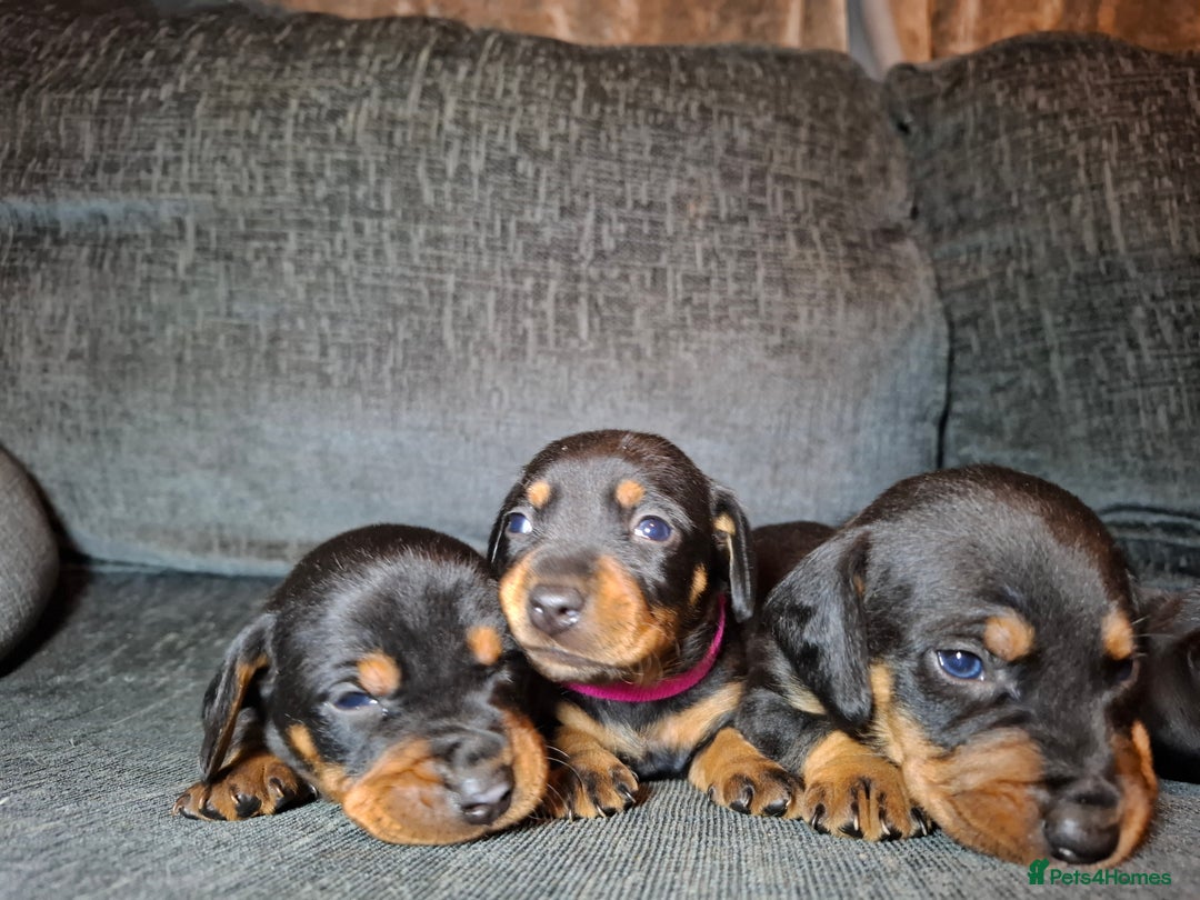 Mixed Breed dogs for sale: Dachshund/Jack Russell - Advert 1