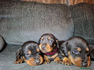 Mixed Breed dogs Dachshund/Jack Russell - Advert 8