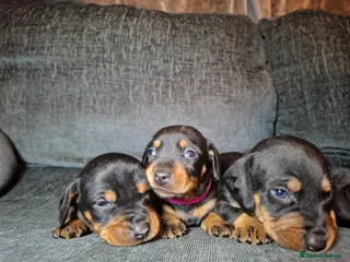 Mixed Breed dogs Dachshund/Jack Russell - Advert 4