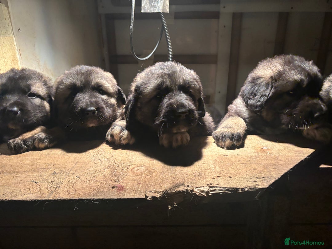 Caucasian Shepherd Dog dogs for sale: Caucasian Shepherds  - Advert 24