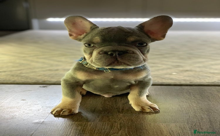 French Bulldog dogs - Advert 6