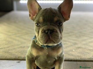 French Bulldog dogs - Advert 32