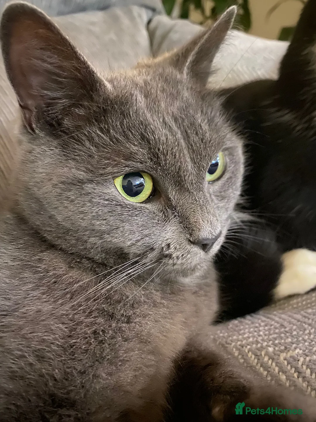 Mixed Breed cats for sale: Lovely male 3 year old cat.  - Advert 5