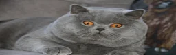 British Shorthair cats for sale: BRITISH SHORTHAIR KITTENS - Advert 5