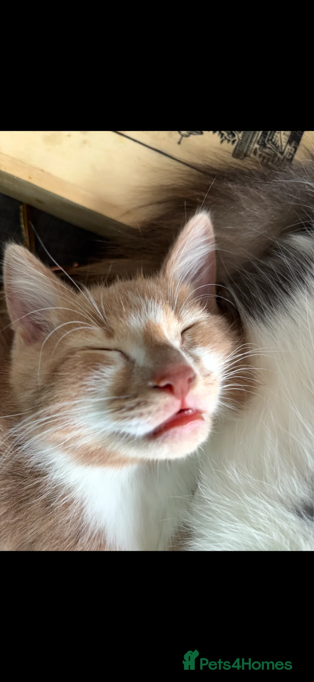 Mixed Breed cats for sale: Beautiful tan/ginger kitten in Pewsey - Advert 4