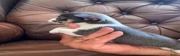 Chihuahua dogs for sale: 3 beautiful chihuahua pups - Advert 8