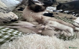 Ragdoll cats for sale: Beautiful Boy Dolls. 🐱 - Image 14