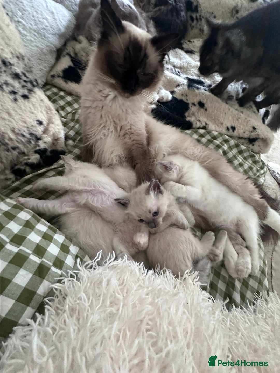Ragdoll cats for sale: Beautiful Boy Dolls. 🐱 - Image 14