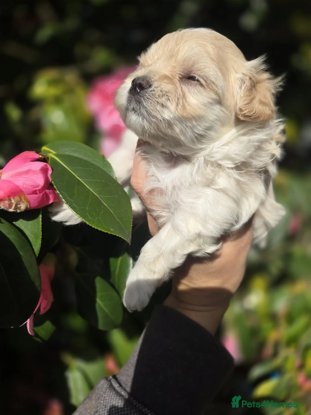 Maltipoo dogs for sale: F1🎀Maltipoo 🎀Luxury rare🎀 KC parents - Advert 13