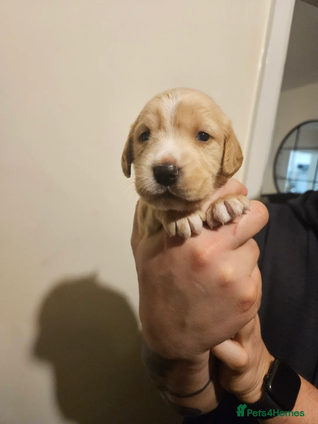 Cockerdor dogs for sale: Beautiful girl looking for her forever home - Advert 4