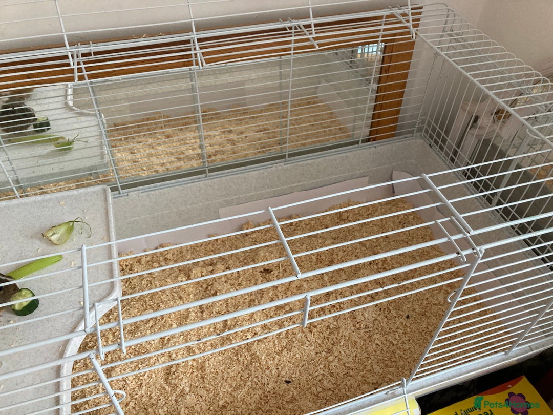 Guinea Pig rodents for sale: Two beautiful female Guineapigs Teddy and agouti - Image 8
