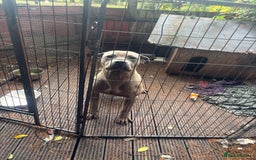 Mixed Breed dogs for sale: Cane corso x thai ridgeback boy - Image 1