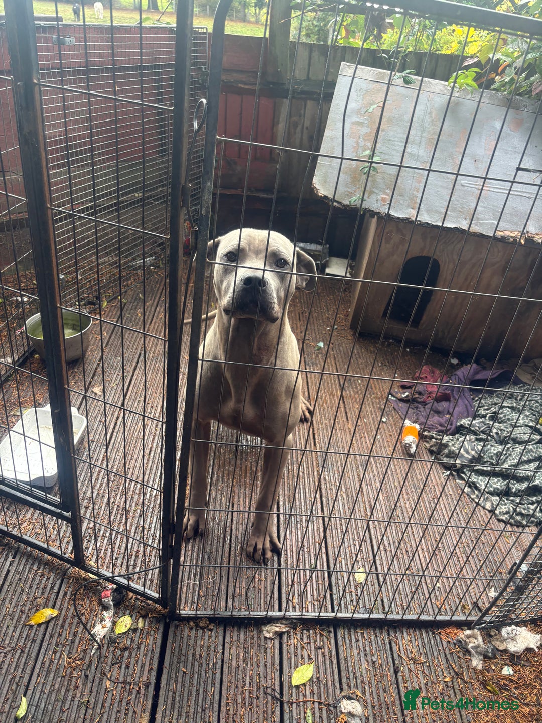 Mixed Breed dogs for sale: Cane corso x thai ridgeback boy - Image 1