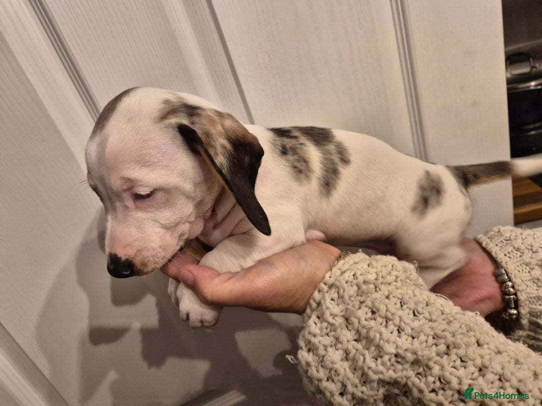 Miniature Dachshund dogs for sale: miniature daschund from £1200 - £1000 - Image 5