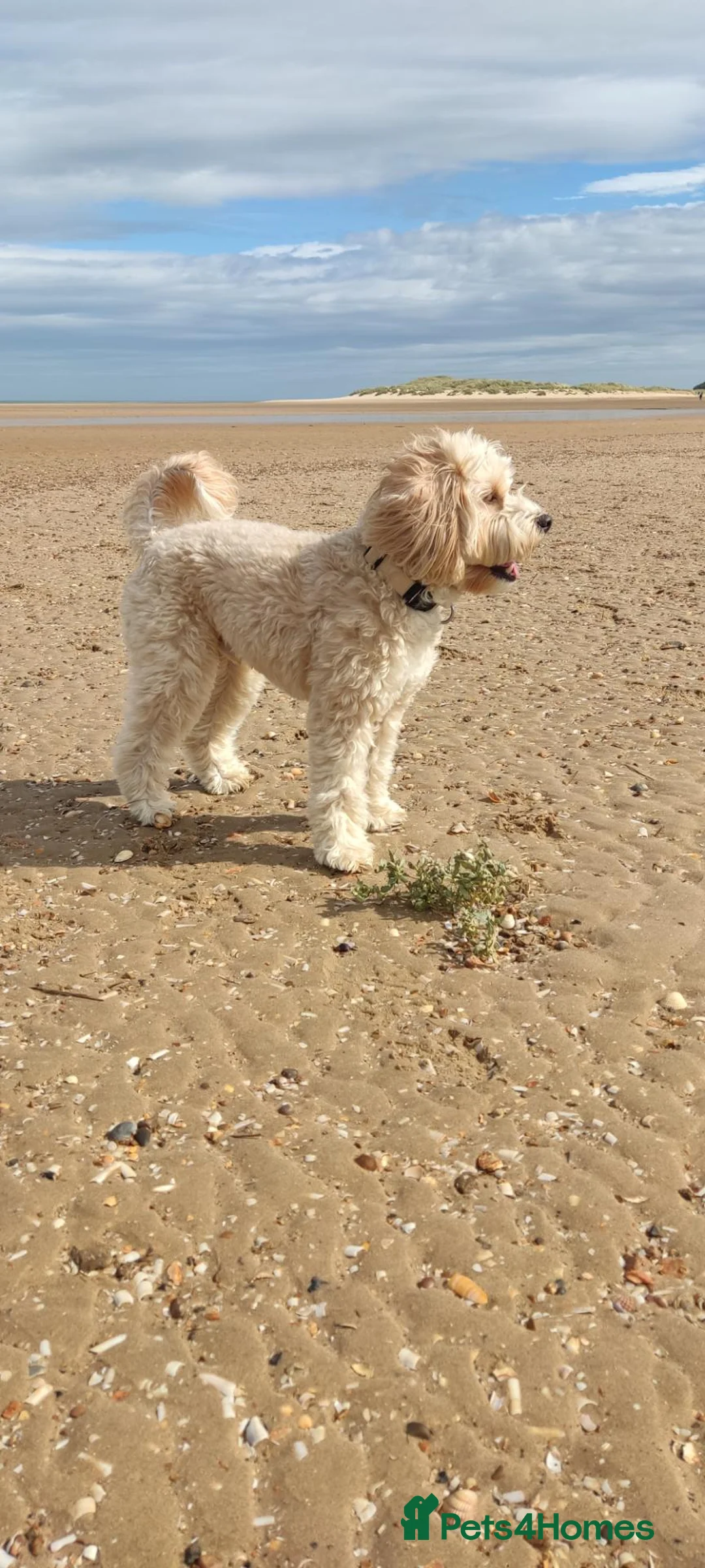 Cockapoo dogs for stud: Mating in Saffron Walden - Advert 2