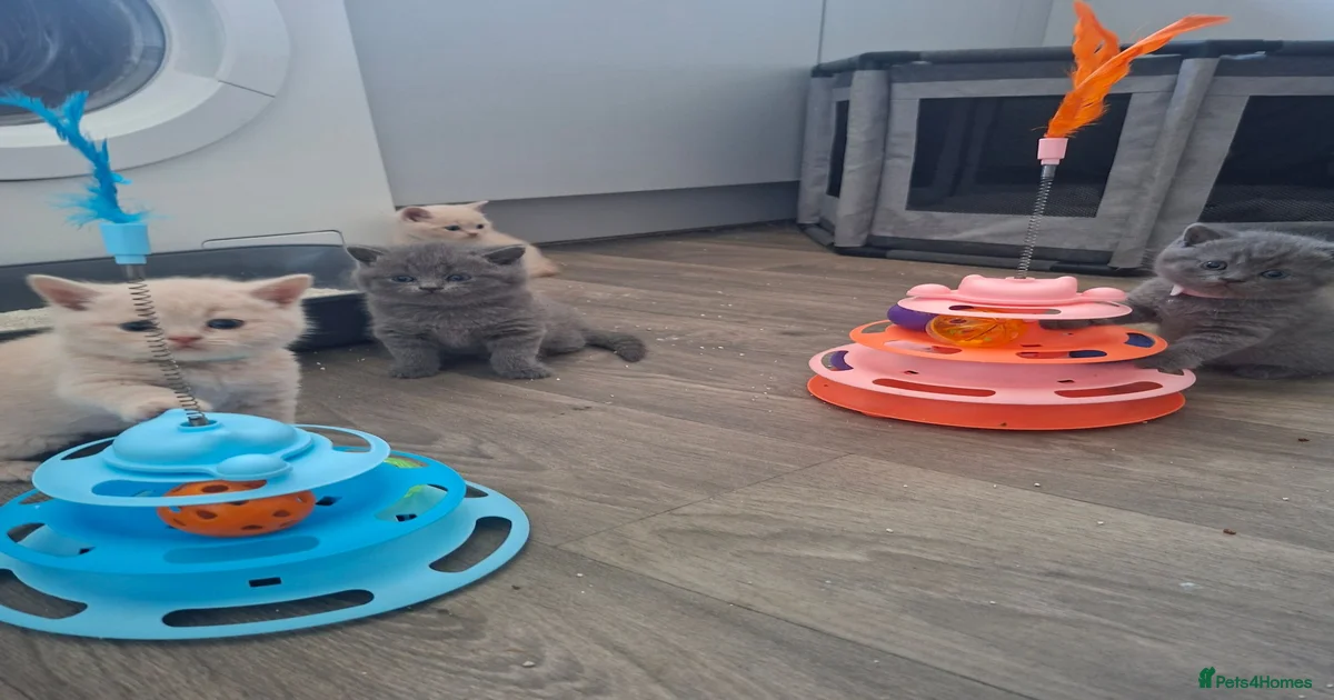 kittens-for-sale-in-norfolk-pets4homes