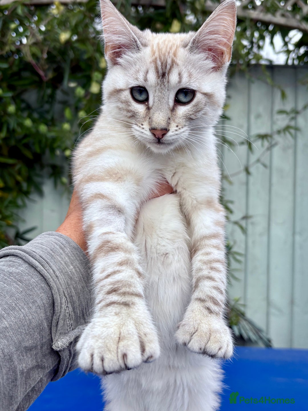 Keetso cats for sale: Stunning polydactyl snow leopard girl  - Image 12