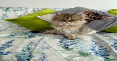 British Longhair cats - Advert 8