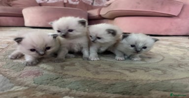 Ragdoll cats - Advert 2