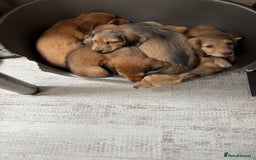 Dachshund dogs for sale: Long haired miniature dachshunds - Image 10