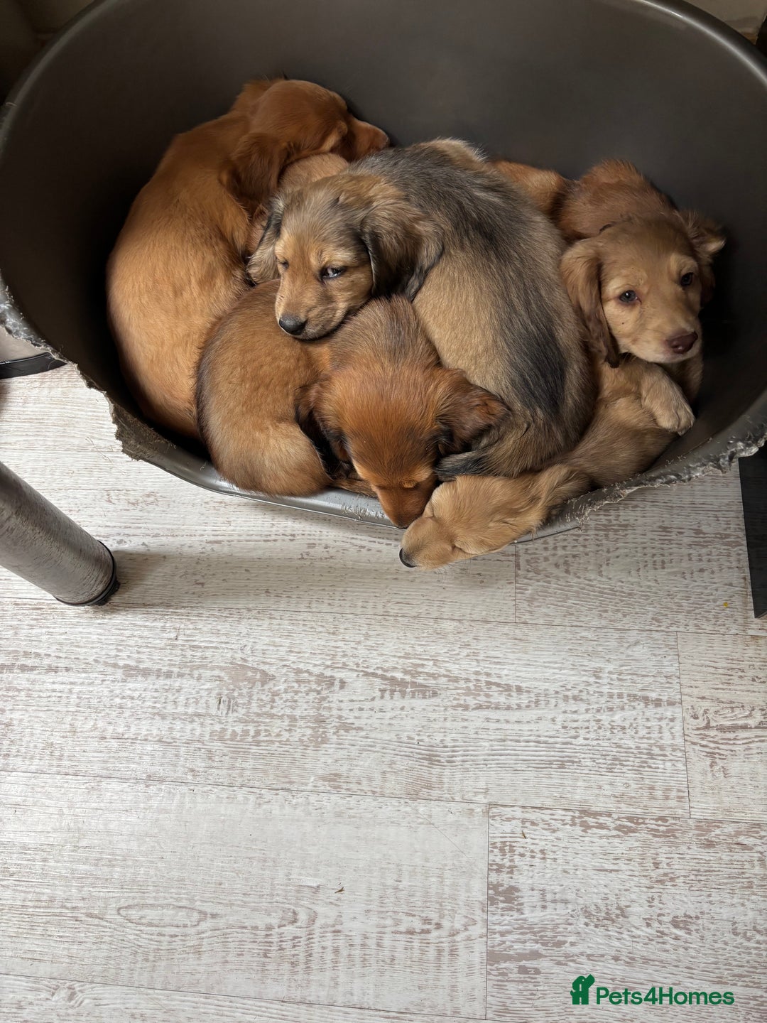 Dachshund dogs for sale: Long haired miniature dachshunds - Image 10