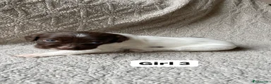 English Springer Spaniel 3
