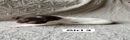 English Springer Spaniel dogs for sale: Working Springer Spaniels - Advert 6