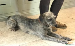 Mixed Breed dogs for sale: Bedlington terrier whippetXwhippet puppies - Image 2