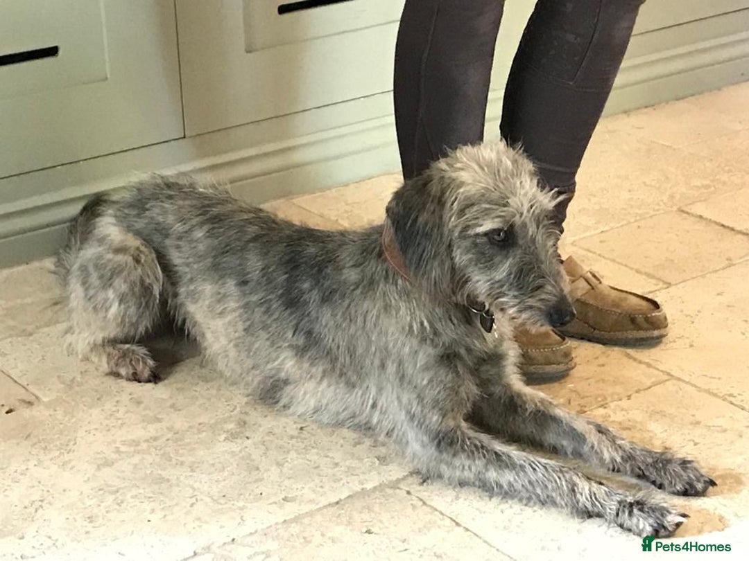 Mixed Breed dogs for sale: Bedlington terrier whippetXwhippet puppies - Image 2