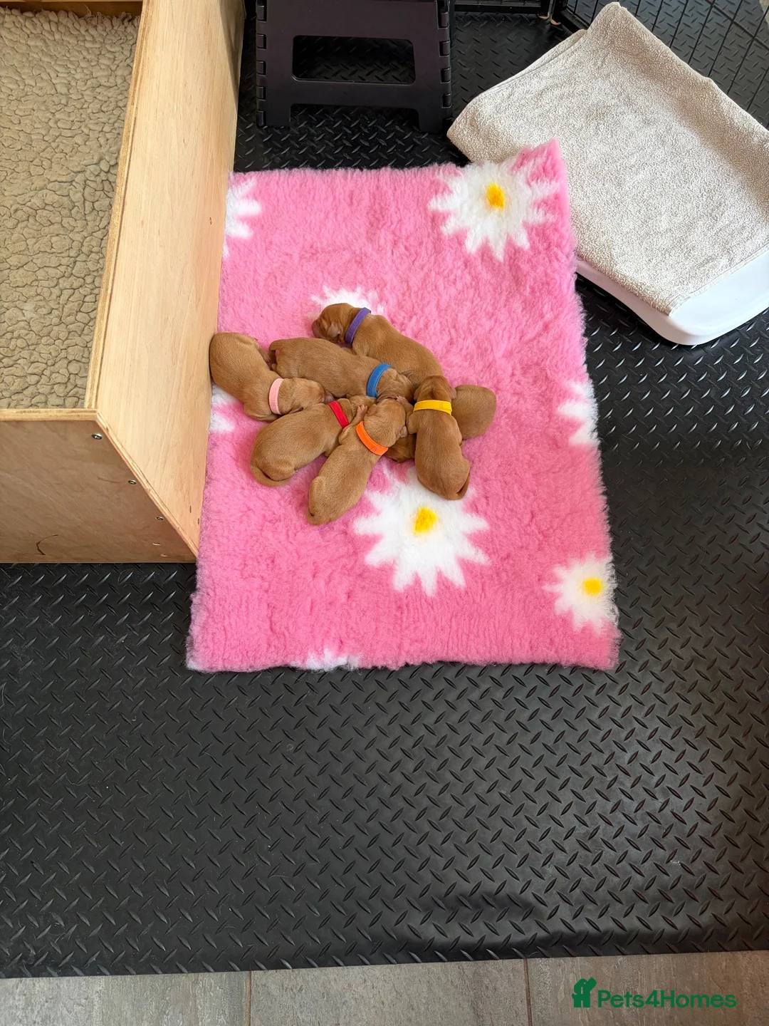 Labrador Retriever dogs for sale: Fox Red Puppies in Crediton - Advert 2