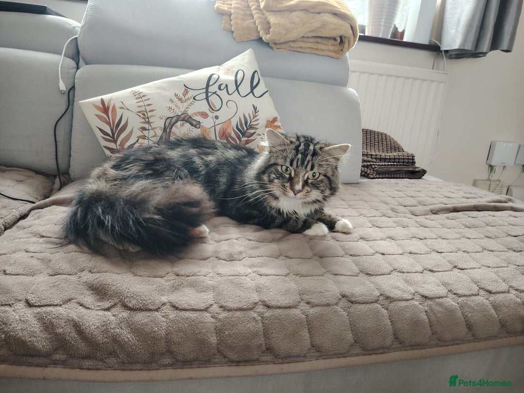 Norwegian Forest Cat cats for sale: Norwegian Forest kittens  - Image 19
