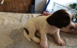 English Springer Spaniel dogs for sale: English Springer Spaniel Puppies KC Registered - Image 10
