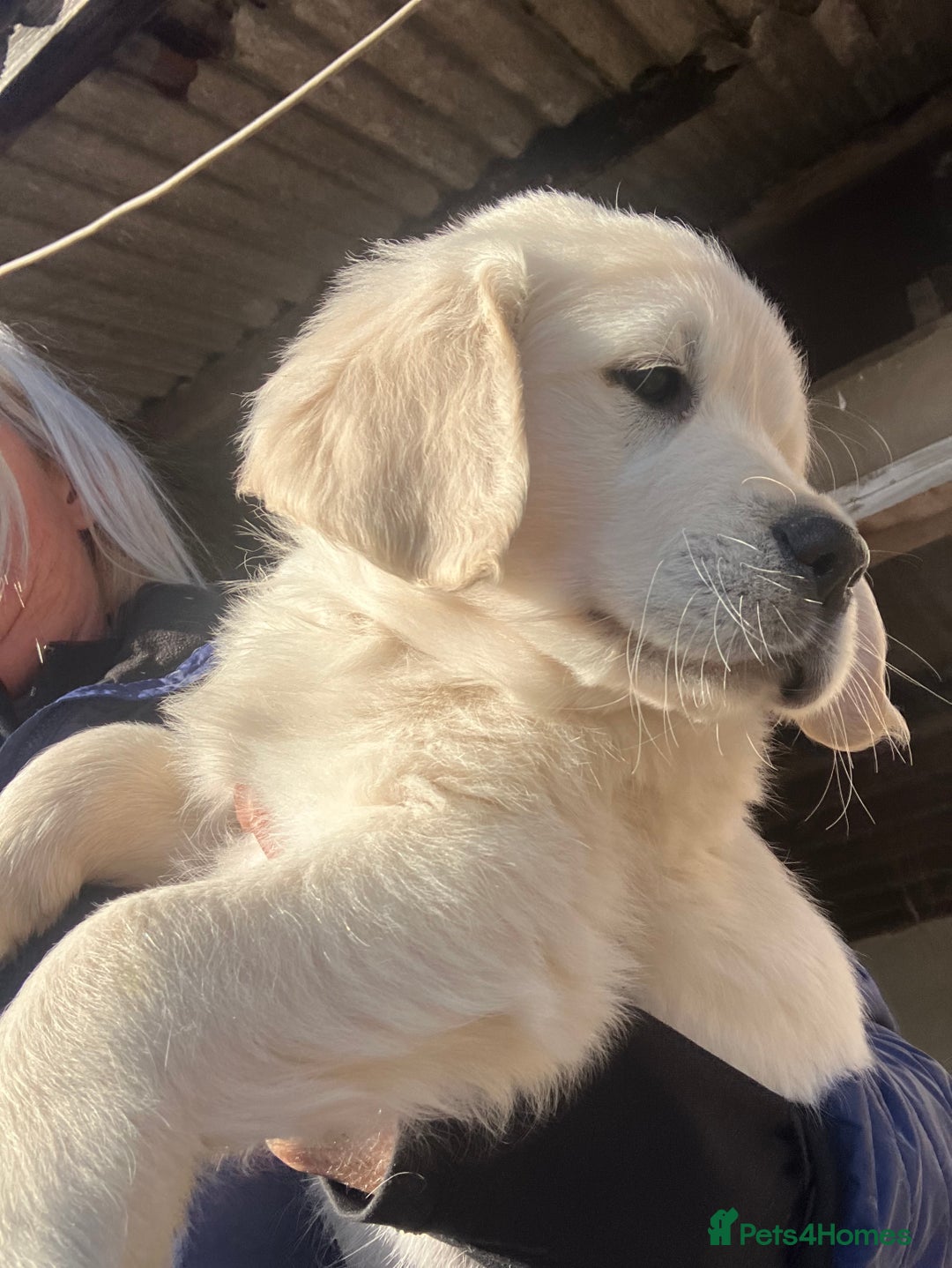 Golden Retriever dogs for sale: Chunky Kc cream golden retriever boys available  - Image 6