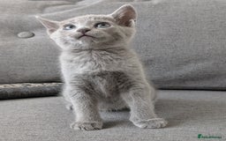 Russian Blue cats for sale: Russian blue babies looking for FOREVER homes - Image 37