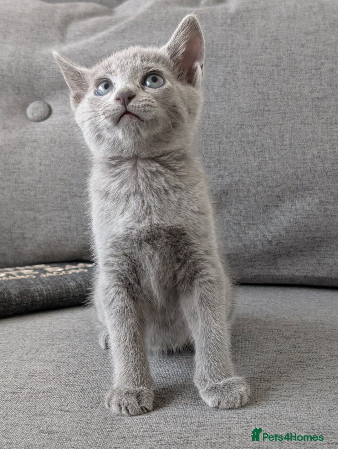 Russian Blue cats for sale: Russian blue babies looking for FOREVER homes - Image 37